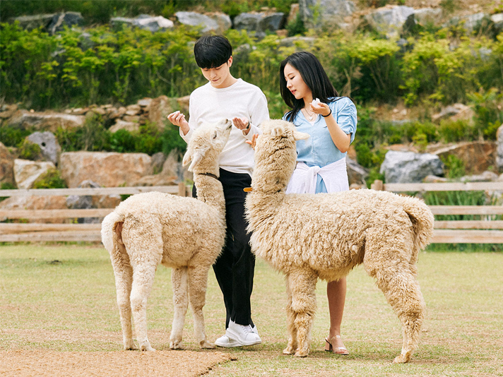 알파카 월드.jpg