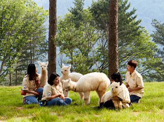 [Small Group Tour] Nami Island and Alpaca World Tour