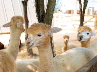 Nami Island and Alpaca World Tour